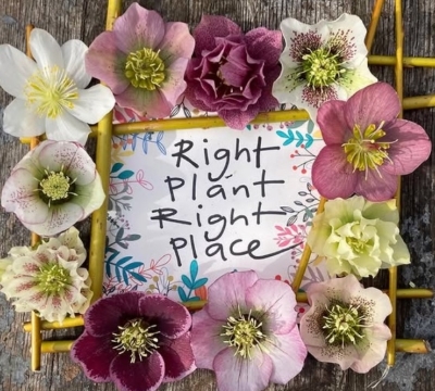 Design & Plan your own Garden - 2 days ~  Shelagh Todd - lecturer, garden designer & plantswoman 